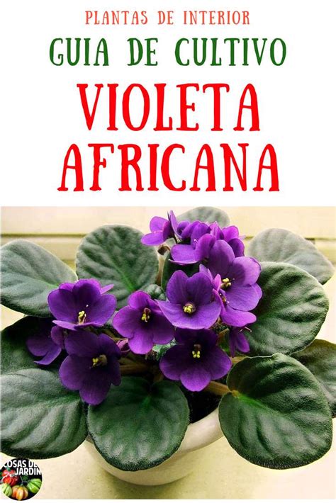 Consejos Para Cultivar Violetas Africanas En Casa Cosas Del Jardin