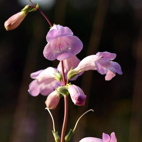 Amazon Outsidepride 2000 Seeds Perennial Penstemon Large Shell