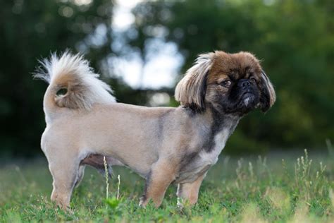 EPIC Pekingese Haircuts to Try With Your Clients - Groomers' Land