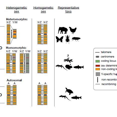 Sex Determining Systems And Associated Sex Chromosome Differentiation