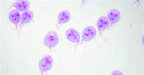 Giardia Lamblia Parasiteclinic