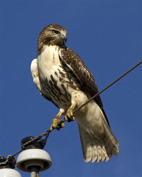 Juvenile Red Tailed Hawk Photograph By Eric Mace Pixels