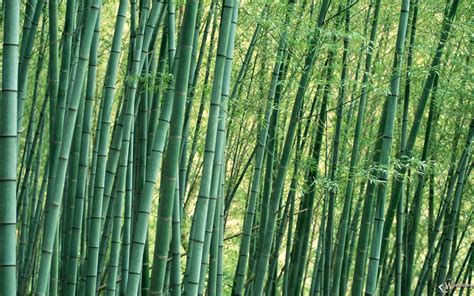 🔥 [50+] Bamboo Grass Wallpapers | WallpaperSafari