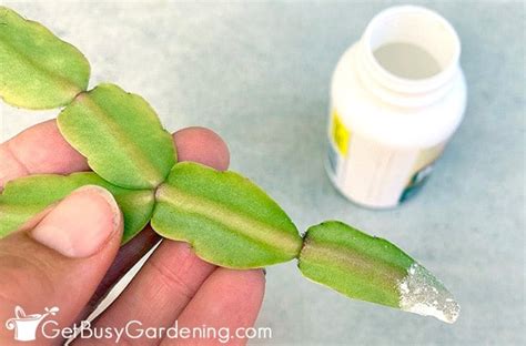 How To Propagate Christmas Cactus The Complete Guide