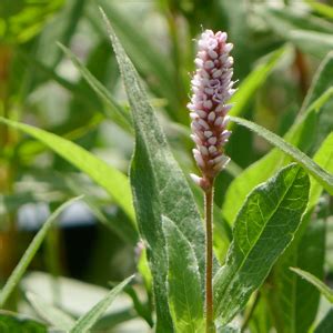 Persicaria Amphibia Globuli Kaufen Remedia Hom Opathie