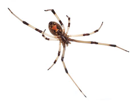 Brown Widow Spider - A Relation to the Other Widow Spiders