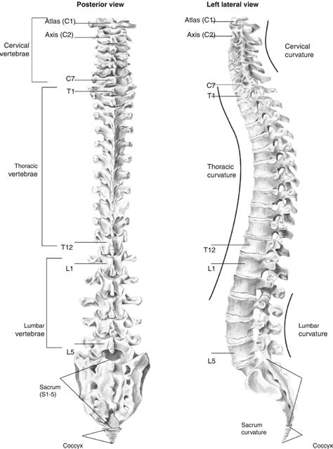 Vertebral Column Posterior View