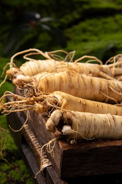 Premium Photo Fresh Ginseng Root The Amazing Health Benefits Of