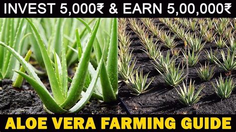 Aloe Vera Farming Aloe Vera Cultivation Planting Care Harvesting