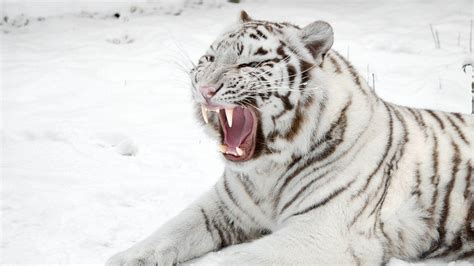 Snow Tiger Wallpapers - Wallpaper Cave