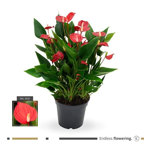 Anthurium Million Flowers Red P17 Cm H45 55 Cm Plant Wholesale