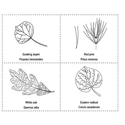 Dichotomous Key Examples Biology