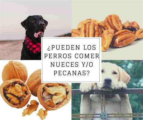 Los Perros Pueden Comer Fruta Nance