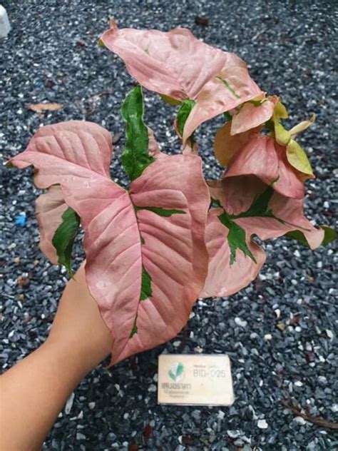 Syngonium Pink Lava Bulk Sale 10 Plants Florista Pearl Thailand