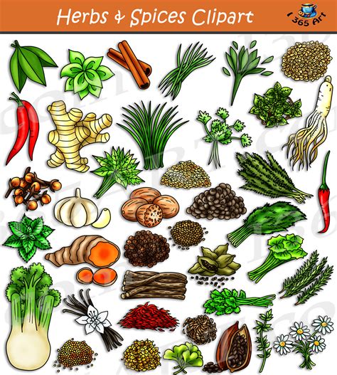 Herbs and Spices Clipart Set Download - Clipart 4 School