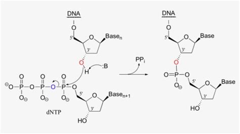 Dna Strand PNG Images, Transparent Dna Strand Image Download - PNGitem