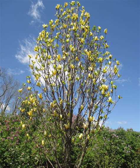 Great Columnar Trees For The Midwest Gardentipshub