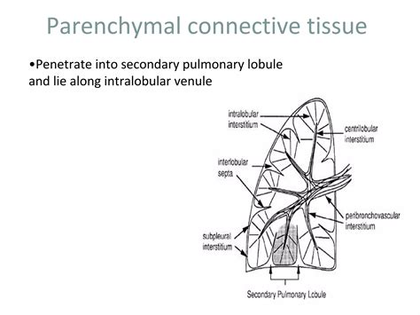 Anatomy And Physiology Of Lung Interstitium Ppt