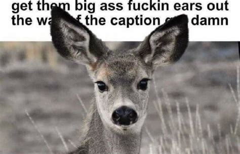 Tine ASS VUCKIN GArS The Wwe Caption Damn IFunny