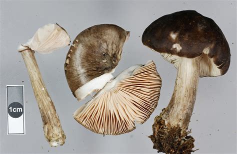 Pluteus Pouzarianus Pluteus Pouzarianus Picture Mushroom