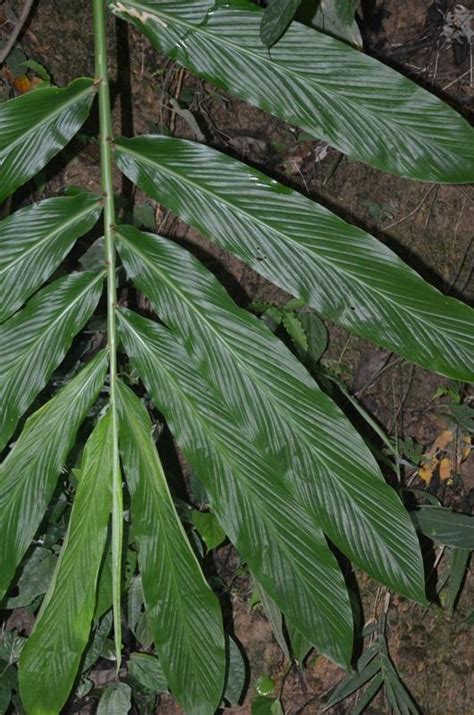 Zingiber Rubens Eflora Of India