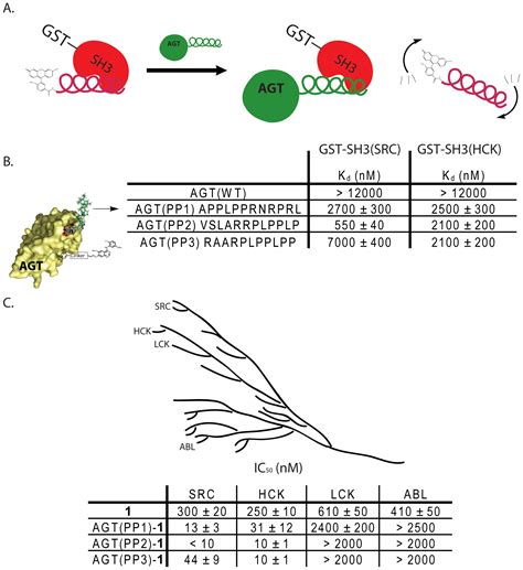 Bivalent Inhibitors Of The Tyrosine Kinases ABL And SRC Determinants