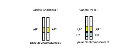 Banque De Sujets De Bac Svt Acad Mie De Besan On