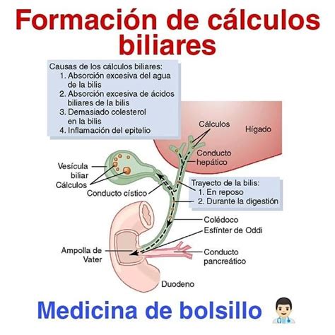 Pin De Andrea Otero En Aparato Digestivo Cosas De Enfermeria