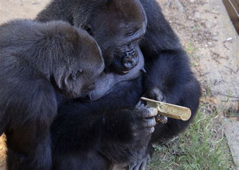 Foraging enrichment - Zoo Atlanta