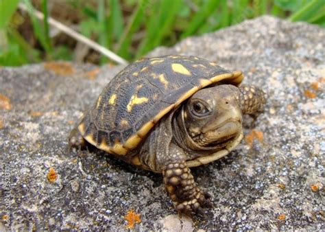 Baby (neonate) Ornate Box Turtle, Terrepene ornata | Buy Photos | AP Images | DetailView