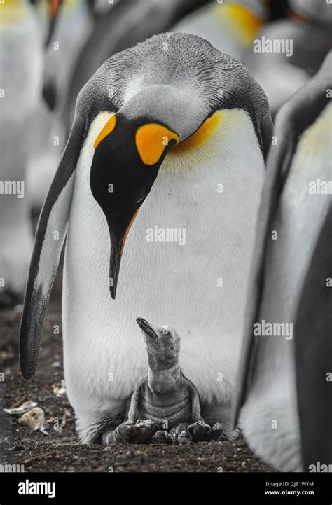 Baby king penguin feathers hi-res stock photography and images - Alamy