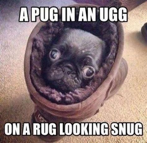 101 Lovable Pug Memes That Are Too Puggin Cute