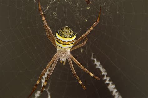 Are There Spiders That Glow In The Dark Fauna Facts