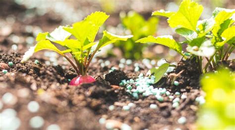 10 Tips For Growing Radishes In Pots Or Containers