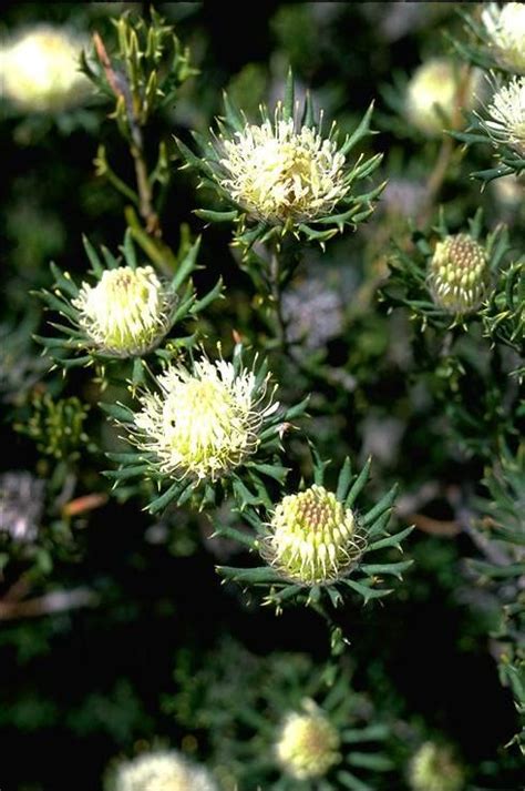 banksia carlinoides commonly   pink dryandra   shrub