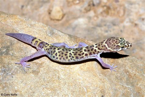 The Travelling Taxonomist - scienceyoucanlove: Lizard Behavior - Tail...