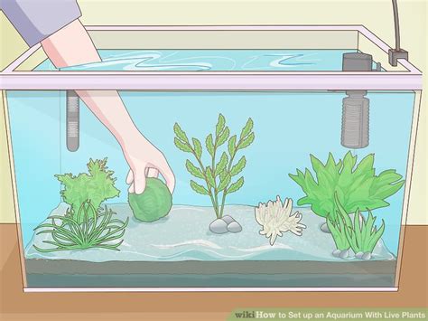 How to Set up an Aquarium With Live Plants: 14 Steps