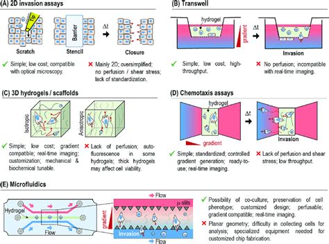 Main Methods And Assays Employed To Investigate Cell Migration A D