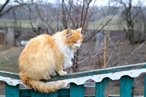 Chat Rouge Se Reposant Sur La Barrière Image stock Image du animal