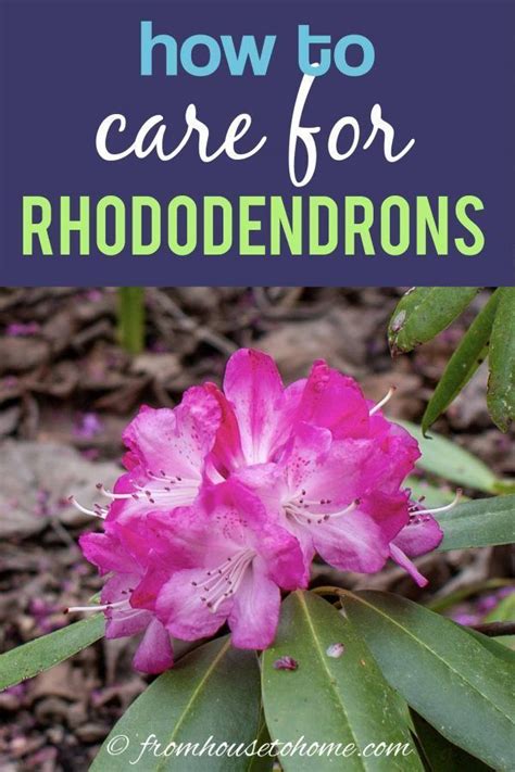 Rhododendron care how to grow beautiful rhododendrons and azaleas – Artofit