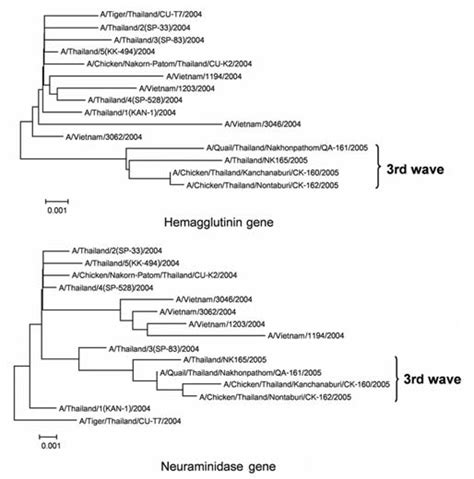 Figure Phylogenetic Analysis Of The Hemagglutinin And Neuraminidase