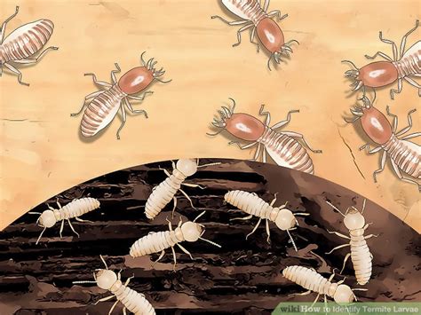 3 Ways to Identify Termite Larvae - wikiHow