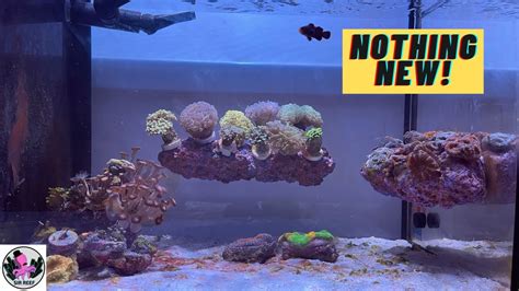 Coral Updates Innovative Marine Nuvo Fusion Gallon Peninsula Youtube