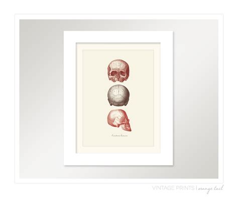 Vintage Human Anatomy Skull l'anatomie - Etsy