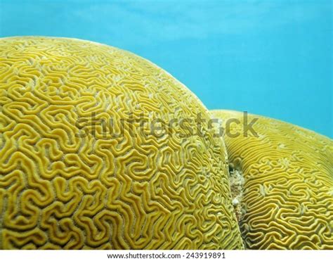 Imagens De Coral Cerebro Imagens Fotos Stock E Vetores Shutterstock