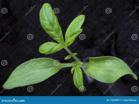 Pequeño Brote De Tomate Creciendo En Imagen Macro De Tierra Negra