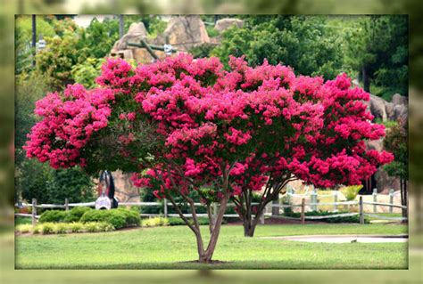 When Do Crepe Myrtles Bloom In Nc