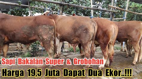 Luputtt Sapi Bakalan Super Grobohan Harga Juta Dapat Dua