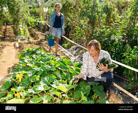 Mature Woman Picking Squash At Homestead Stock Photo Alamy