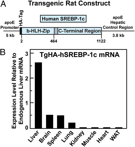 Insulin Stimulation Of Srebp 1c Processing In Transgenic Rat